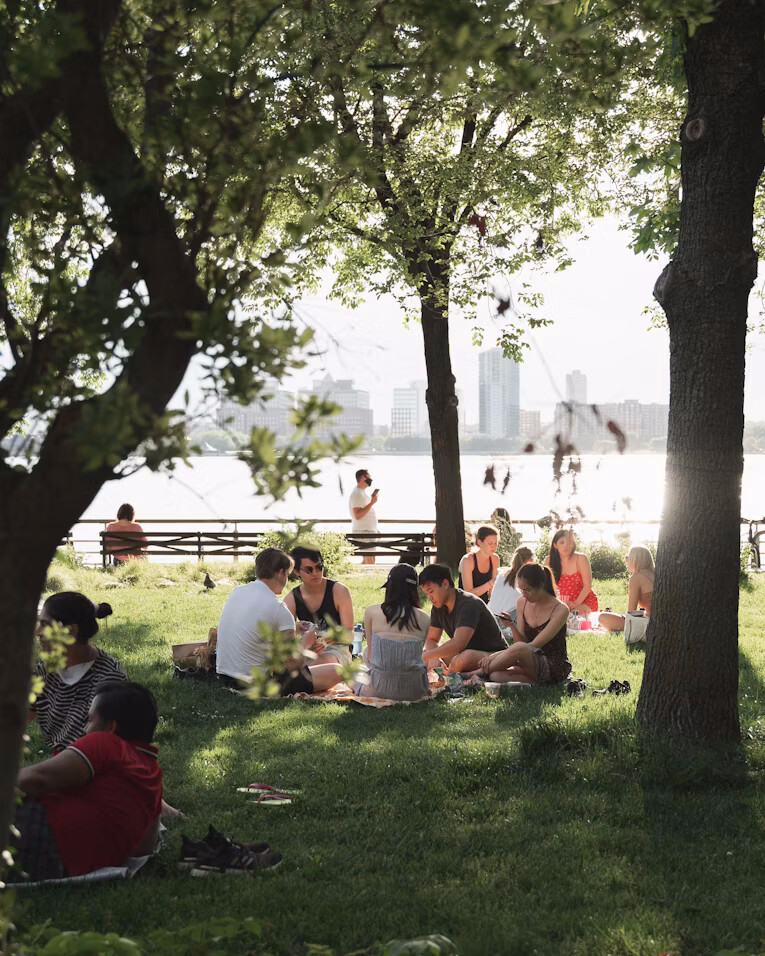 Friends picnicking under trees at golden hour